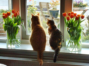 Окна пластиковые на заказ