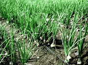 Труба для подвода воды к системе капельного орошения