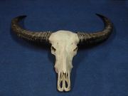 Продам череп буйвола