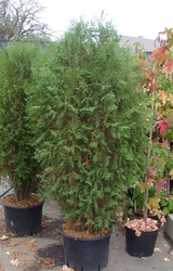 Туя западная Wagneri Cо 39 (100-120)  