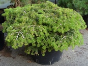  Пихта корейская Cis Co 20  