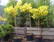 Гинкго двулопастный Mariken Co 5 (80 Pa)  