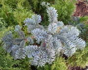  Пихта горная Argentea Со 5  