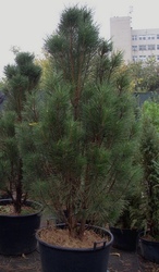 Сосна черная Pyramidalis (140-160)  