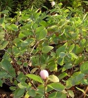 Снежноягодник Доренбоза Mother of Pearl Co 2  