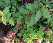 Спирея Бумальда Crispa Cо 3  