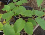 Береза Хозера Co 10  