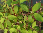 Дерен белый Aurea Co 2  