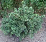  Ель обыкновенная Maxwellii Co 10  