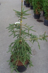 Ель обыкновенная Rottenhause Co 15  