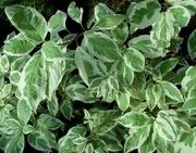 Дерен белый Elegantissima Co 2  