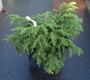  Ель обыкновенная Nidiformis Co 7, 5  