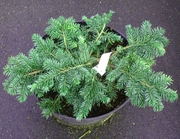  Ель обыкновенная Waldbrund Co 5  