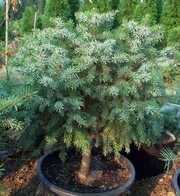  Ель сербская Nana Со 10 (40 Pa)  