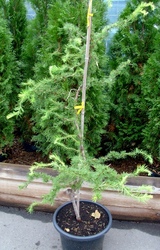  Лиственница японская Diana Co 25  