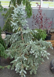 Ель колючая Glauca form.  