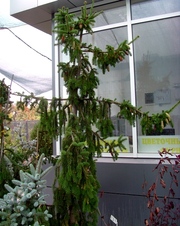  Ель обыкновенная Pendula Major Co 220 (250-275)  