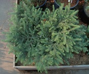 Ель черная Nana Cо 3  