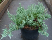  Можжевельник горизонтальный Glauca Cо 3  