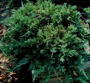 Можжевельник горизонтальный Blue Chip Co 10  