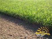 Натуральный рулонный газон за 1 день от производителя. Крым.