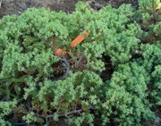  Можжевельник лежачий Nana Co 3  