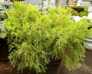  Можжевельник средний Kuriwao Gold Cо 10  