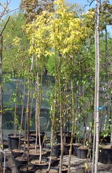 Клен ясенелистный Odessanum Co 20 (160 Pa)  