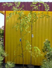 Береза повислая Laciniata Co 10 (180-200) 