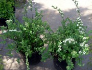 Спирея трехлопастная Cо 3