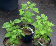 Гортензия древовидная Annabelle Со 5