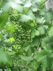 продаю дачу СВТ Ветеран,  с. Колларово за Терновкой