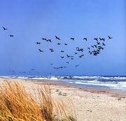 Земельный участок под строительство дома – курортно-туристическая зона