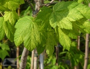 Клен псевдоплатановый Leopoldii Co 10 (160-200Ра)  