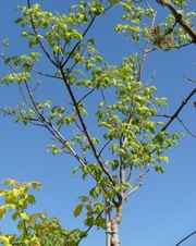 Клен ясенелистный Variegata Co 10 (180 Ра)  