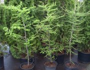 Лиственница европейская Co 10  