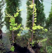 Метасеквойя глиптостробусовидная Goldruch Co 12  