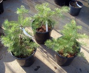 Пихта одноцветная Wintergold Co 5  