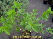 Дёрен отпрысковый Flaviramea Co 5