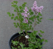 Сирень Меера Palibin Co 7, 5  