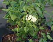 Сирень обыкновенная Sensation, Primrose Co 10  