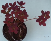 Скумпия кожевенная Royal Purple Cо 3