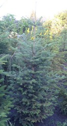 Пихта белая гр. 140-160