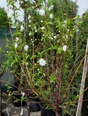 Слива Alba Plena Co 7, 5 (80-100Pa)  