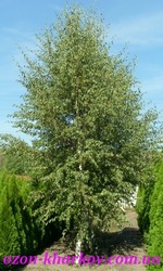 Берёза повислая в гр/700