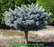 Ель колючая Glauca Globosa в гр/70Pa