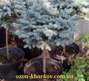 Ель колючая Glauca Globosa Co 20 70Pa