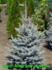 Ель колючая Hoopsii в гр/160