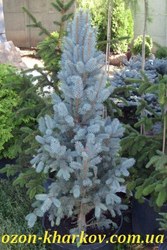 Ель колючая Isel Fastigiata Co 36