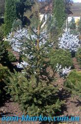 Ель обыкновенная Virgata в гр/200